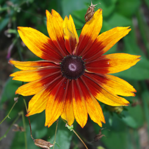 Rudbeckia hirta Cappuccino